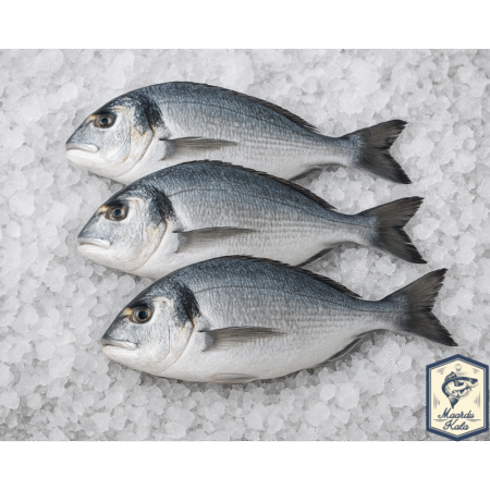 Kuldmerikoger(Dorada)